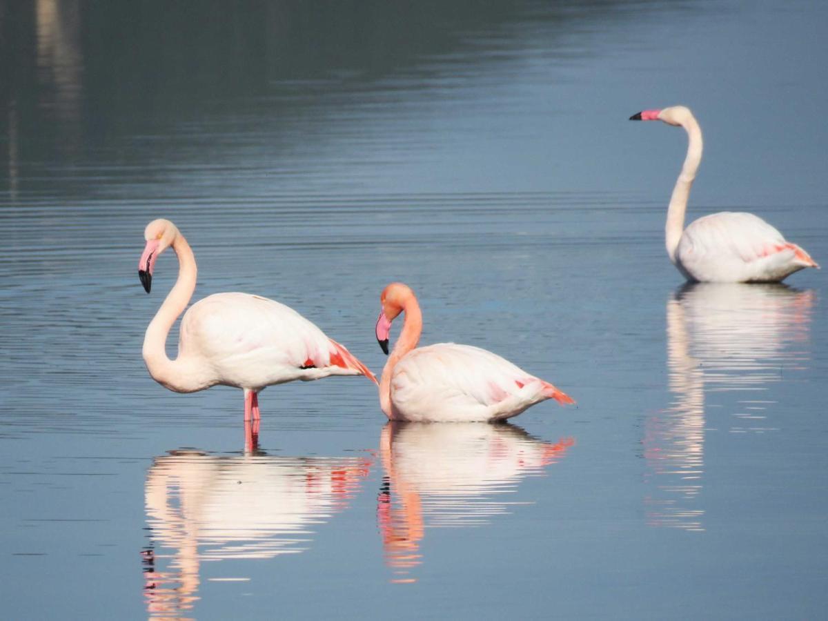 Panohome Porto Pino Dış mekan fotoğraf